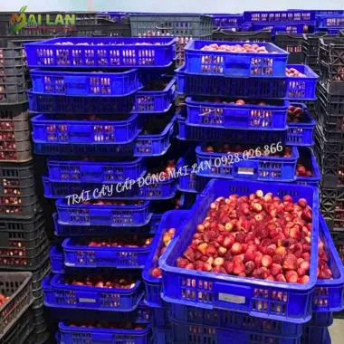 DÂU TÂY CẤP ĐÔNG MAI LAN – TÚI 100G