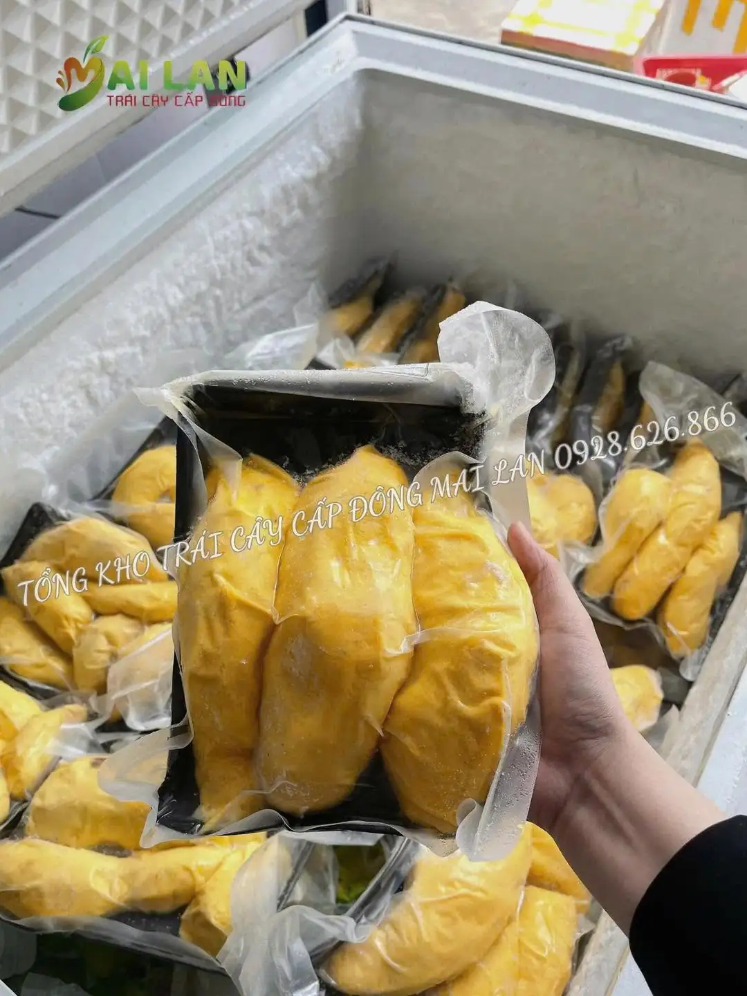 Sầu ri&ecirc;ng cấp đ&ocirc;ng