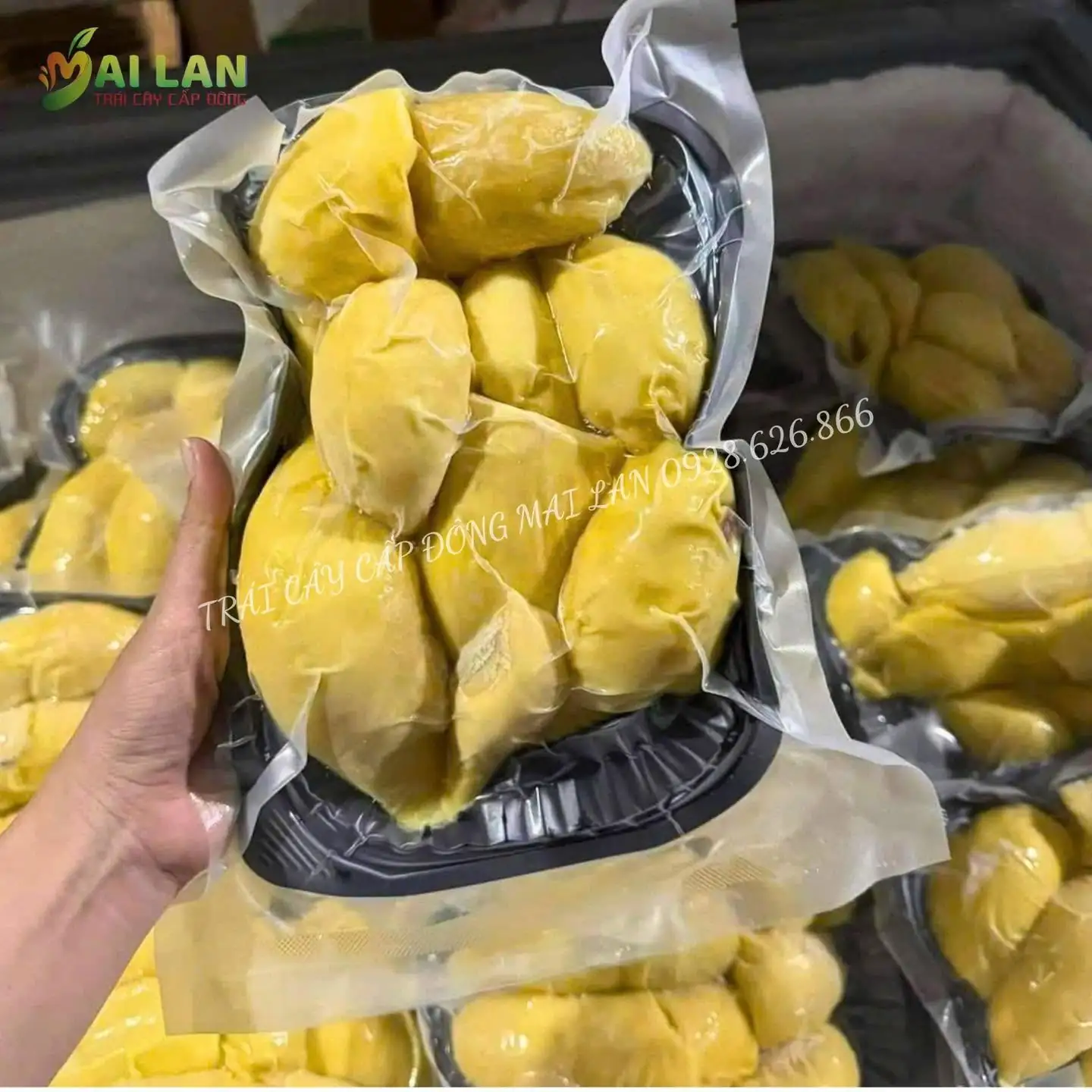 Sầu ri&ecirc;ng cấp đ&ocirc;ng